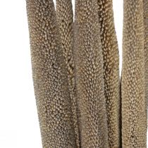 daiktų Perlinė sora, nendrinė babala, žalia sora 70cm 10 vnt