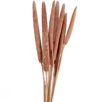 daiktų Perlinė sora, nendrinė babala, sorų raudona ruda 70cm 10 vnt