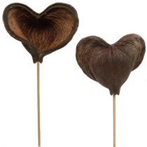 daiktų Badam ant pagaliuko naturalus 6cm - 12cm 23 vnt