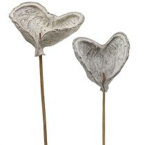 daiktų Badam ant pagaliuko baltintas 12cm L55cm 23 vnt