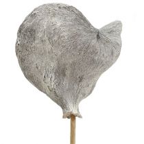 daiktų Badam ant pagaliuko baltintas 12cm L55cm 23 vnt