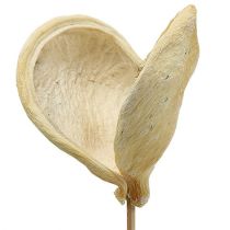 Badam ant pagaliuko balintas 6cm - 12cm L55cm 23vnt