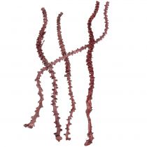 daiktų Banano Stem Red, balintas 20 vnt