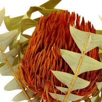 Banksia Baxterii Orange 8vnt