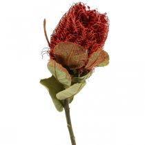 daiktų Banksia Baxteri Exotic Banksia džiovintos gėlės Raudona 10vnt