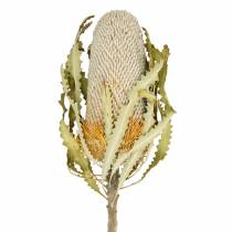 Banksia Hookerana natural 7vnt