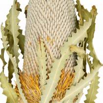 Banksia Hookerana natural 7vnt