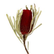 Banksia Hookerana raudona 7vnt
