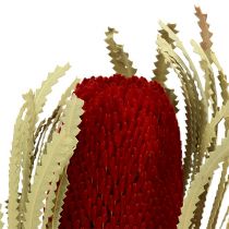 Banksia Hookerana raudona 7vnt