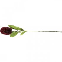 daiktų Dirbtinė gėlė Banksia Red Burgundy Dirbtinė egzotika 64cm