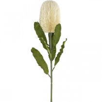 daiktų Dirbtinė gėlė Banksia balta kreminė Dirbtinė egzotika 64cm