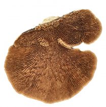 daiktų Medžio kempinė mažų natūralaus medžio grybų puošmena 4-6cm 1kg
