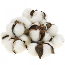 Cotton blossom deco Džiovintos medvilnės natural deco Ø6cm 12v