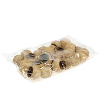 daiktų Bell Cup mažas natūralus 25 vnt