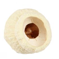 daiktų Džiovintas varpinis vaisius balintas 2,5-3,5cm 500g