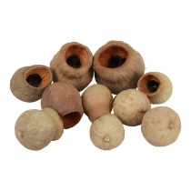 daiktų Bellgum varpinis vaisius kapsulinis vaisius natūralus dekoravimas rudas 500g
