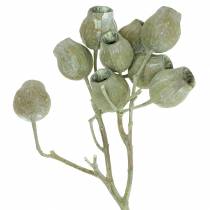 daiktų Varpelio šaka 5cm - 7cm žalia matinė 20 vnt