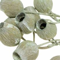 daiktų Varpelio šaka 5cm - 7cm žalia matinė 20 vnt