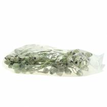 daiktų Varpelio šaka 5cm - 7cm žalia matinė 20 vnt