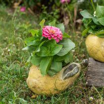 daiktų Kriaušė sodinimui, rudens puošmena, betoninis indas L19cm A15,5cm