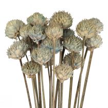 daiktų Wild Daisy Džiovintos Gėlės Dekoracija Mėlyna Žalia H36cm 20vnt