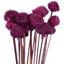 Wild Daisy džiovintų gėlių dekoracija violetinė H36cm 20vnt