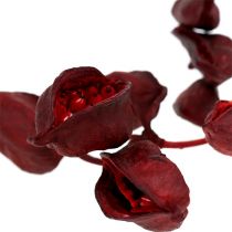 Brachyciton Red 500g