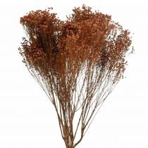 daiktų Džiovintų gėlių šluota Bloom Brown 170g