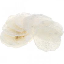 daiktų Jūrinės, Kapizo kriauklės 5–10 cm, perlamutras, natūralus gaminys 1 kg