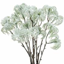 daiktų Clematis green su sniegu 43cm 3 vnt