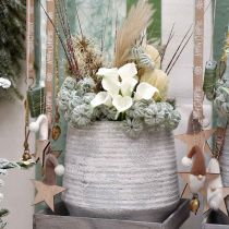 daiktų Clematis green su sniegu 43cm 3 vnt