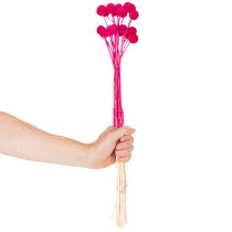 daiktų Craspedia džiovintų gėlių puokštė floristikai, 55 cm, 20 vnt.