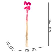 daiktų Craspedia džiovintų gėlių puokštė floristikai, 55 cm, 20 vnt.