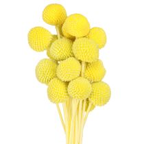 daiktų Craspedia spalvos džiovinti žiedai geltonai žali 50-55cm 20vnt