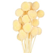 daiktų Craspedia dažytų blauzdelių kremas 50-55cm 20vnt