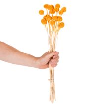 daiktų Craspedia džiovintų gėlių puokštė 55 cm 20 vnt.