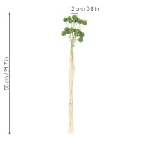 daiktų Džiovinti Craspedia gėlių kamuoliukai stilingoms rudens dekoracijoms, 55 cm, 20 vnt.