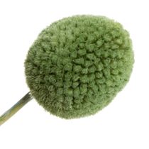 daiktų Džiovinti Craspedia gėlių kamuoliukai stilingoms rudens dekoracijoms, 55 cm, 20 vnt.
