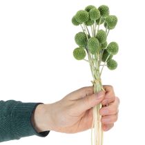 daiktų Džiovinti Craspedia gėlių kamuoliukai stilingoms rudens dekoracijoms, 55 cm, 20 vnt.