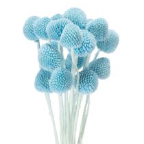 daiktų Craspedia džiovintų gėlių dekoracija vazai, minimalistinio stiliaus, ilgai išliekanti vasaros puošmena, 55 cm, 20 vnt.