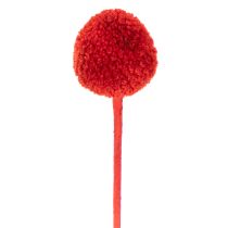 daiktų Džiovintos Craspedia gėlės, dažytos, ilgais stiebais, 55 cm, 20 vnt.