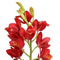 Orchid Cymbidium Red 78cm