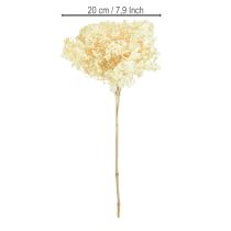 daiktų Dekoratyvinė hortenzija kreminės spalvos, tikros gėlės, konservuotos, Ø20cm, 1 vnt.