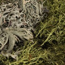 daiktų Dekoratyvinės samanos – tikros samanos ir kerpės gėlių kompozicijoms 250 g
