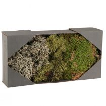 daiktų Dekoratyvinės samanos – tikros samanos ir kerpės kompozicijoms 250g