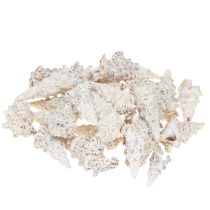 daiktų Dekoratyviniai sraigių kiautai juodai balti, lukšto natūrali apdaila 1kg