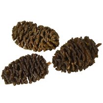 daiktų Dekoratyviniai kankorėžiai iš alksnio natūralūs dekoravimui 3-4 cm 200 g
