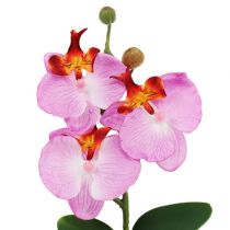 Dekoratyvinė orchidėja vazone rožinė H29cm