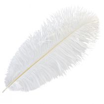 daiktų Stručio plunksnos Exotic Decoration Baltos plunksnos 32-35cm 4 vnt