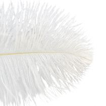 daiktų Dekoratyvinės stručio plunksnos, tikros plunksnos, baltos, 38-40cm, 2 vnt.
